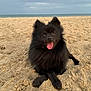 Scoop participe au concours pour gagner de l'argent avec cette photo : dog, black_dog, beach, sand, happy, tongue_out, outdoor, pet, animal, smiling, fluffy, canine, nature, sea, sky, cloudy, cute, sitting, small_dog, spitz