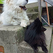 Scoop participe au concours pour gagner de l'argent avec cette photo : dog, white_dog, black_dog, pets, outdoor, steps, concrete, fluffy, fence, door, muzzle, sitting, side_view, animal, companions, curious, relaxed, fur, guard_dog, small_dog