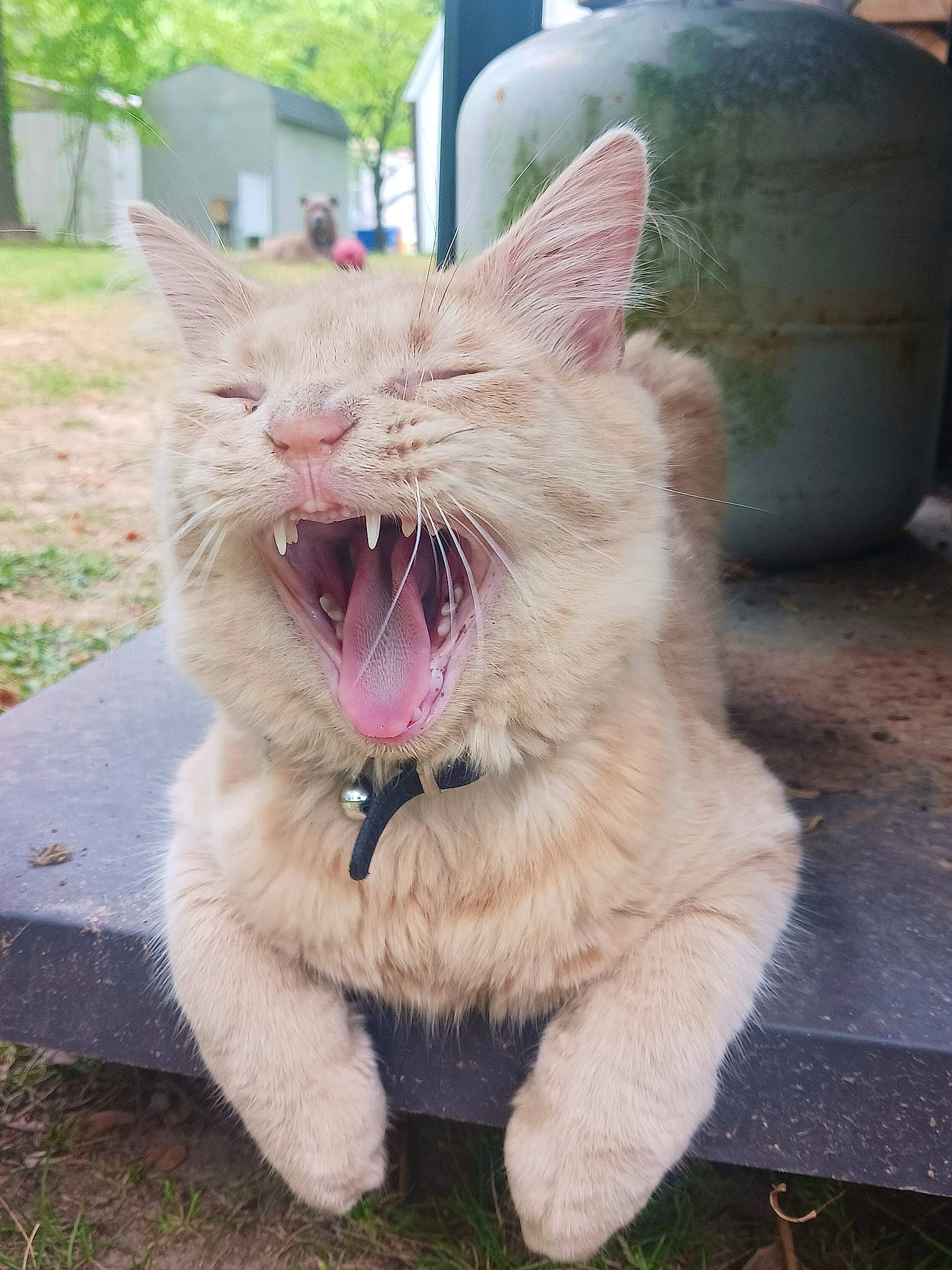 Gizmo