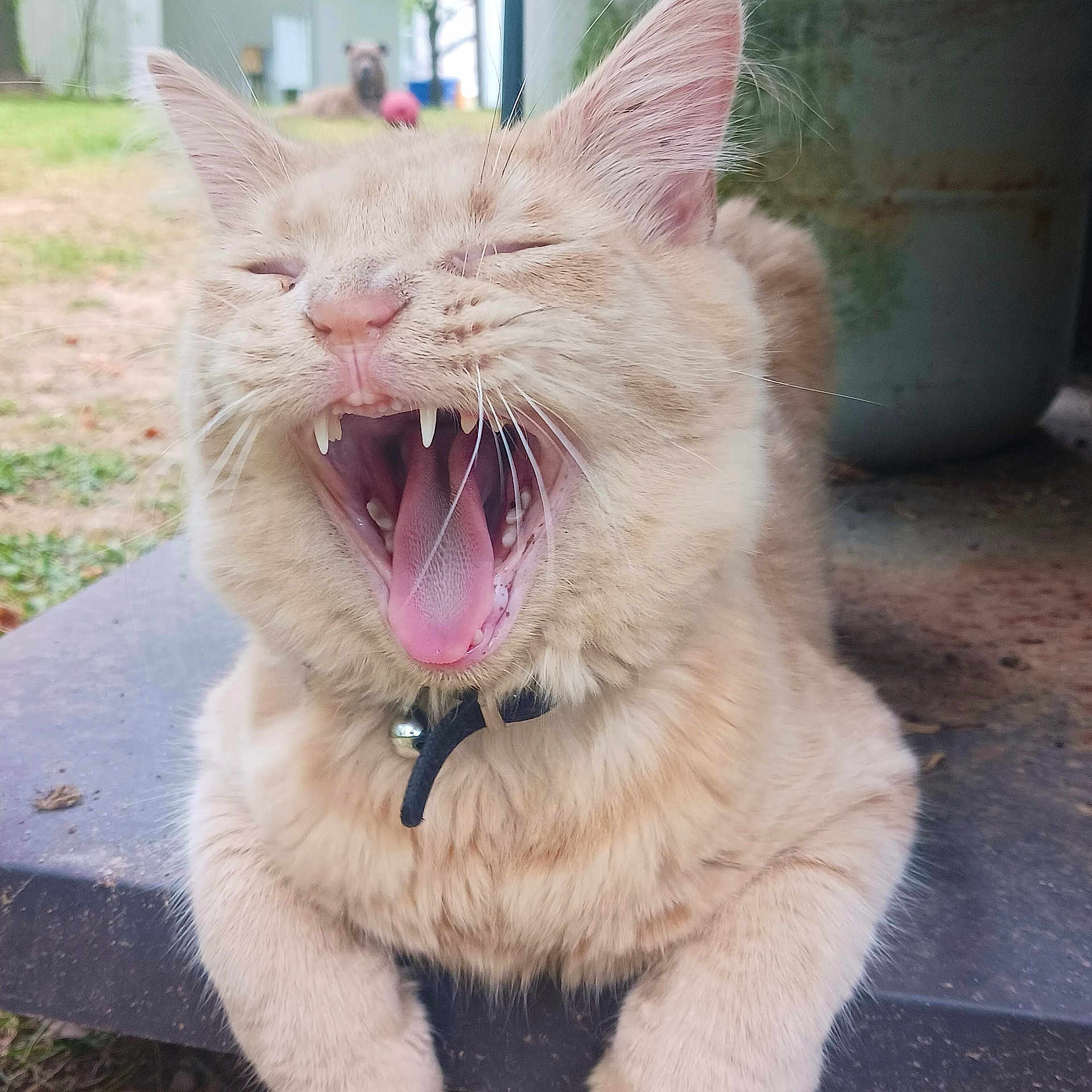 Gizmo