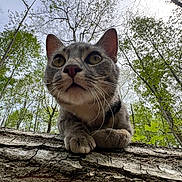 Nala joined the competition — help win amazing prizes! animal, bark, branches, cat, close_up, curious, daylight, ears, forest, fur, green_leaves, mammal, nature, outdoor, paw, sky, tabby_cat, tree, whiskers, wildlife
