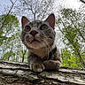 animal, bark, branches, cat, close_up, curious, daylight, ears, forest, fur, green_leaves, mammal, nature, outdoor, paw, sky, tabby_cat, tree, whiskers, wildlife