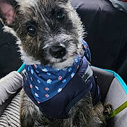 Jax joined the competition — help win amazing prizes! animal, bandana, black_and_white, car_interior, car_trip, close_up, companion, curious, cute, dog, ears, fur, indoor, pet, pet_accessory, pet_seat, puppy, scruffy, seatbelt, window