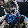 animal, bandana, black_and_white, car_interior, car_trip, close_up, companion, curious, cute, dog, ears, fur, indoor, pet, pet_accessory, pet_seat, puppy, scruffy, seatbelt, window