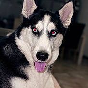 Blue participe au concours pour gagner de l'argent avec cette photo : dog, husky, pet, animal, tongue_out, black_and_white, close_up, indoor, red_eye, fur, ears, nose, portrait, canine, friendly, cute, domestic_animal, looking_at_camera, sitting, blurred_background