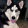 dog, husky, pet, animal, tongue_out, black_and_white, close_up, indoor, red_eye, fur, ears, nose, portrait, canine, friendly, cute, domestic_animal, looking_at_camera, sitting, blurred_background