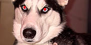 Blue participe au concours pour gagner de l'argent avec cette photo : dog, husky, pet, indoor, close_up, black_and_white, fur, collar, tag, animal, portrait, face, ears, nose, red_eye, sitting, cute, canine, domestic_animal, flash