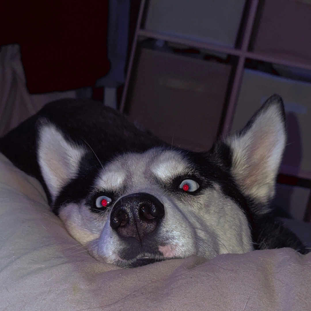 Blue participe au concours pour gagner de l'argent avec cette photo : animal, calm, closeup, cozy, curious, cushion, dog, ears, eyes, fabric_bins, face, fur, husky, indoor, light, nose, pet, portrait, resting, storage_unit
