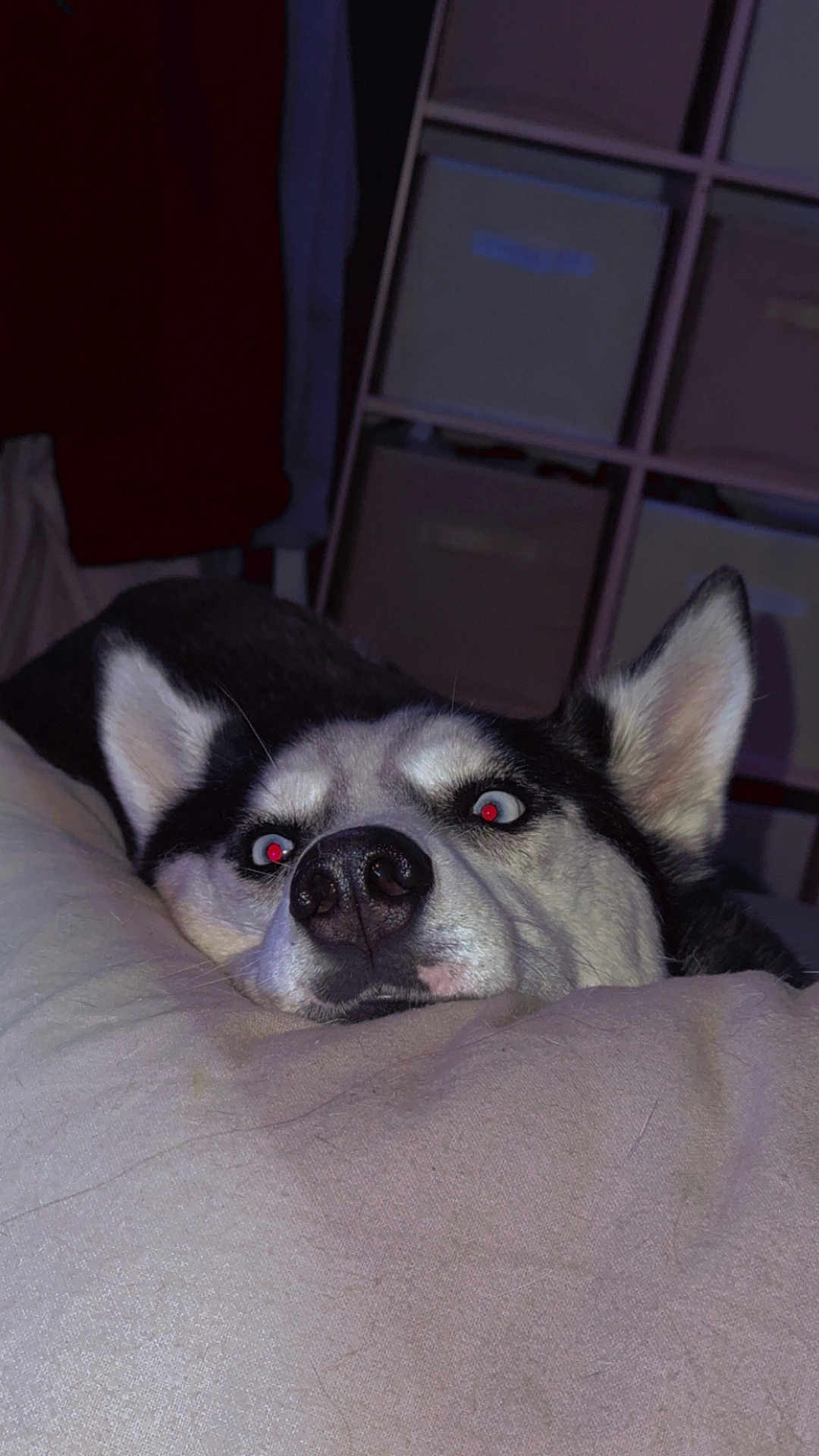 Blue participe au concours pour gagner de l'argent avec cette photo : dog, husky, pet, indoor, resting, cushion, face, ears, eyes, fur, nose, storage_unit, fabric_bins, cozy, light, calm, curious, animal, portrait, closeup