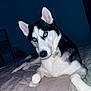 Blue a rejoint le concours — aidez-le/la à gagner de superbes lots ! dog, siberian_husky, pet, indoors, bed, blanket, remote_control, fur, animal, blue_eyes, black_and_white, lying_down, looking, ears, collar, night, room, furniture, domestic, canine