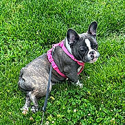 Boo joined the competition — help win amazing prizes! animal, canine, clover, cute, daylight, dog, ears, french_bulldog, fur, grass, greenery, leash, nature, outdoor, paw, pet, pink_harness, sitting, small_dog, snout