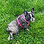 animal, canine, clover, cute, daylight, dog, ears, french_bulldog, fur, grass, greenery, leash, nature, outdoor, paw, pet, pink_harness, sitting, small_dog, snout