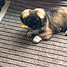 Mokka participe au concours pour gagner de l'argent avec cette photo : puppy, dog, toy, indoor, carpet, striped_rug, brown_fur, white_paws, ears, chewing, pet, cute, animal, floor, door, cozy, relaxing, young_dog, fur, domestic
