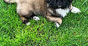 Mokka participe au concours pour gagner de l'argent avec cette photo : adorable, animal, background, black_face, canine, closeup, cute, dog, fur, grass, green, lying_down, nature, outdoor, pet, playful, puppy, small, white_paws, young