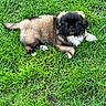 Mokka participe au concours pour gagner de l'argent avec cette photo : puppy, dog, grass, outdoor, young, pet, animal, cute, fur, black_face, white_paws, lying_down, nature, green, small, adorable, canine, playful, background, closeup
