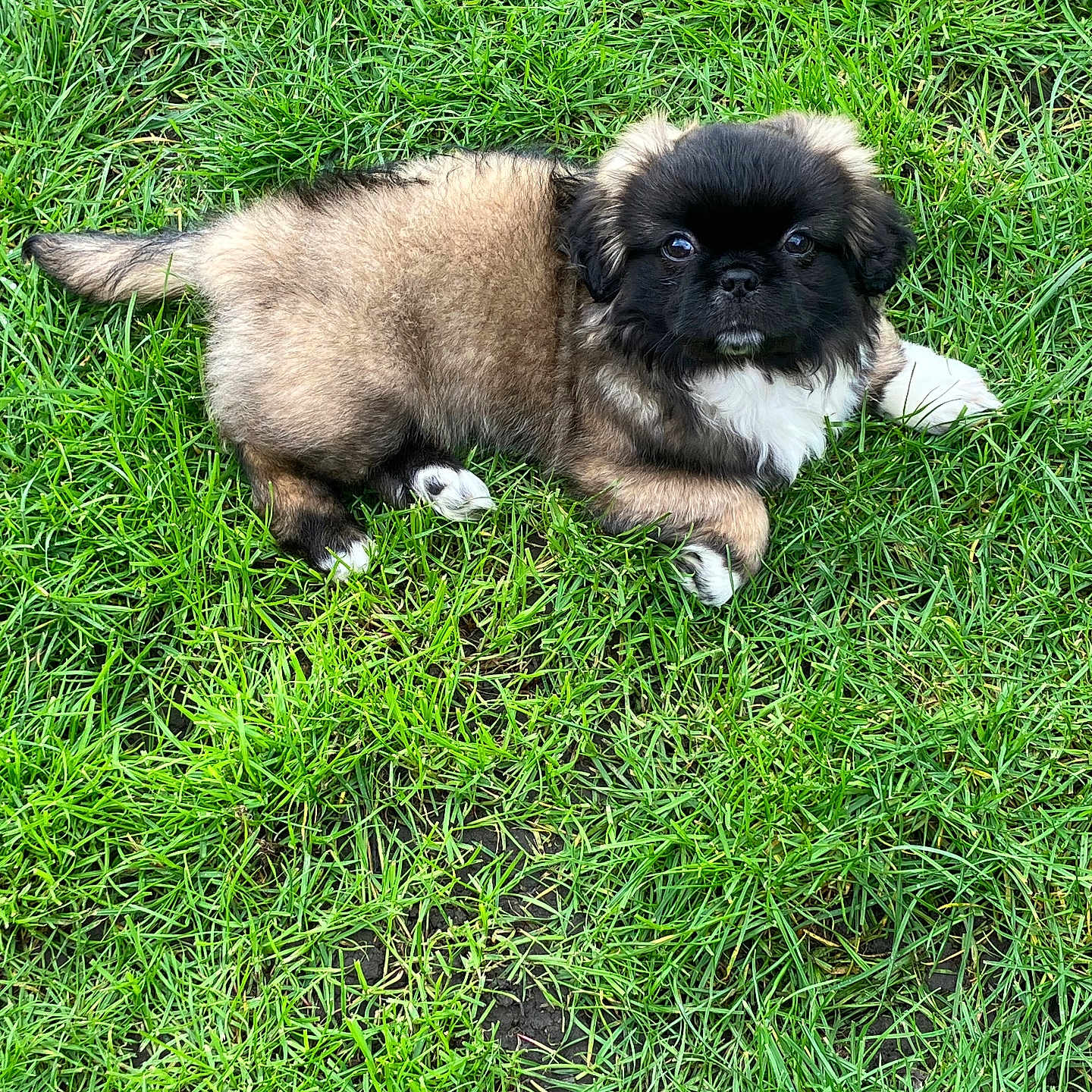 Mokka participe au concours pour gagner de l'argent avec cette photo : puppy, dog, grass, outdoor, young, pet, animal, cute, fur, black_face, white_paws, lying_down, nature, green, small, adorable, canine, playful, background, closeup