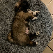 Mokka a rejoint le concours — aidez-le/la à gagner de superbes lots ! puppy, dog, sleeping, bed, gray_bed, furry, cozy, pet, animal, cute, floor, tile, resting, adorable, young_dog, fluffy, paw, indoor, relaxed, napping
