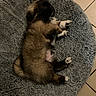 puppy, dog, sleeping, bed, gray_bed, furry, cozy, pet, animal, cute, floor, tile, resting, adorable, young_dog, fluffy, paw, indoor, relaxed, napping