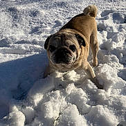 Filou a rejoint le concours — aidez-le/la à gagner de superbes lots ! animal, boxer, bulldog, canine, dog, frenchbulldog, ice, nature, outdoors, pet, pitbull, pug, puppy, snow, winter
