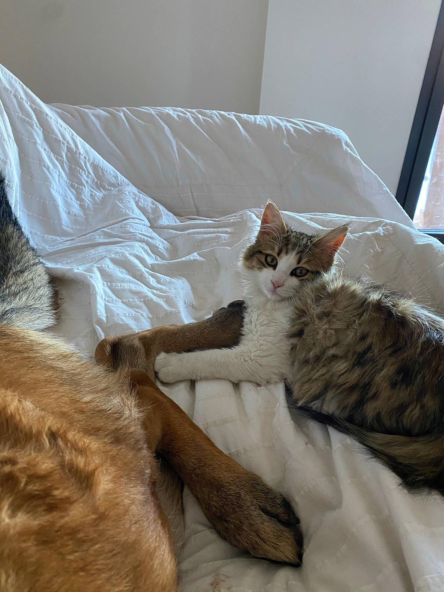 Pompom participe au concours pour gagner de l'argent avec cette photo : bed, bed_sheet, bedding, carnivore, cat, comfort, couch, domestic_short_haired_cat, duvet, fawn, felidae, fur, linens, nap, paw, room, small_to_medium_sized_cats, tail, textile, whiskers