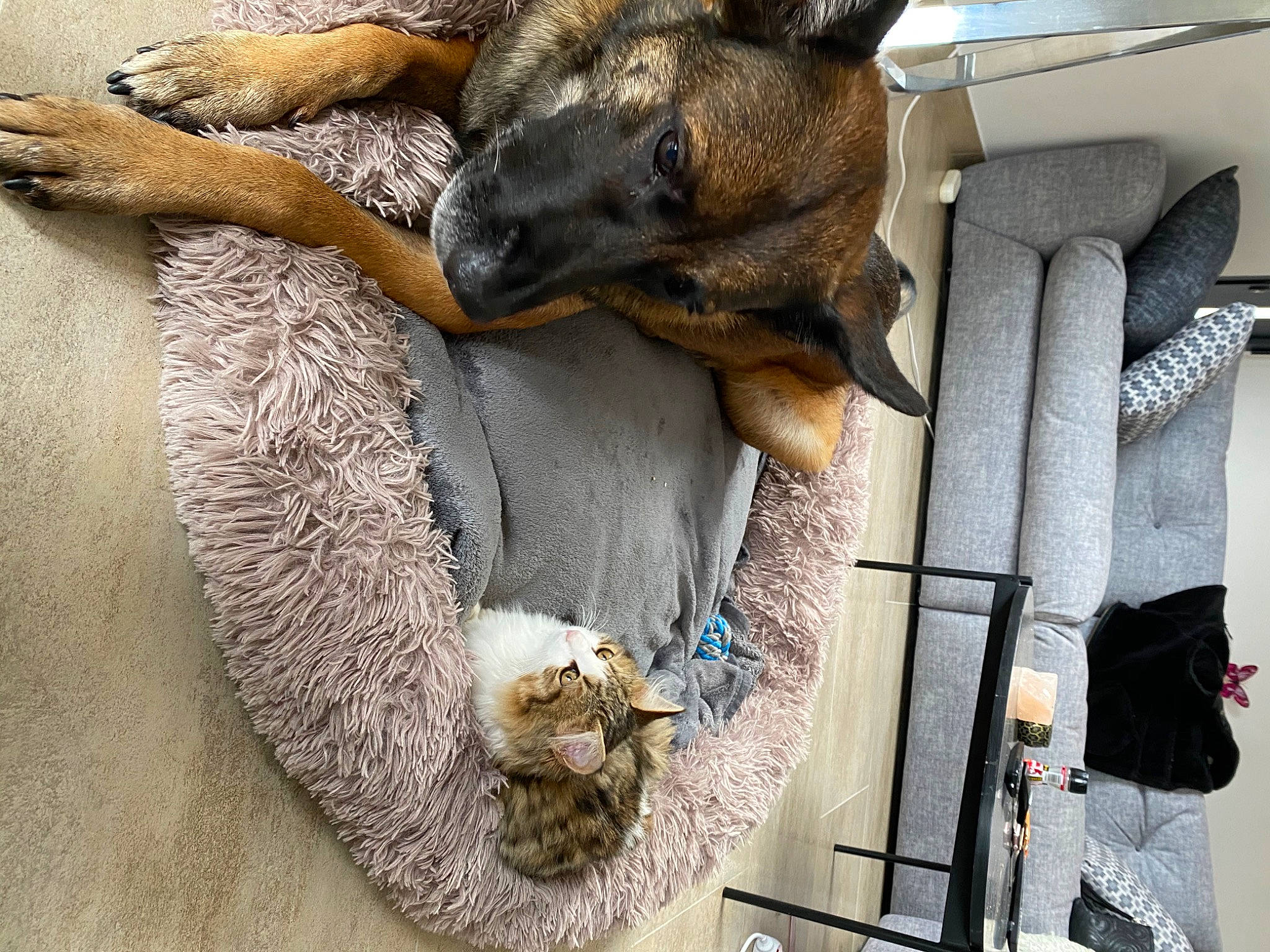 Pompom a rejoint le concours — aidez-le/la à gagner de superbes lots ! canidae, carnivore, claw, collar, comfort, dog, dog_breed, fawn, fur, german_shepherd_dog, hide, pet_supply, snout, sporting_group, terrestrial_animal, vehicle, wallaby, wildlife, wood, working_animal