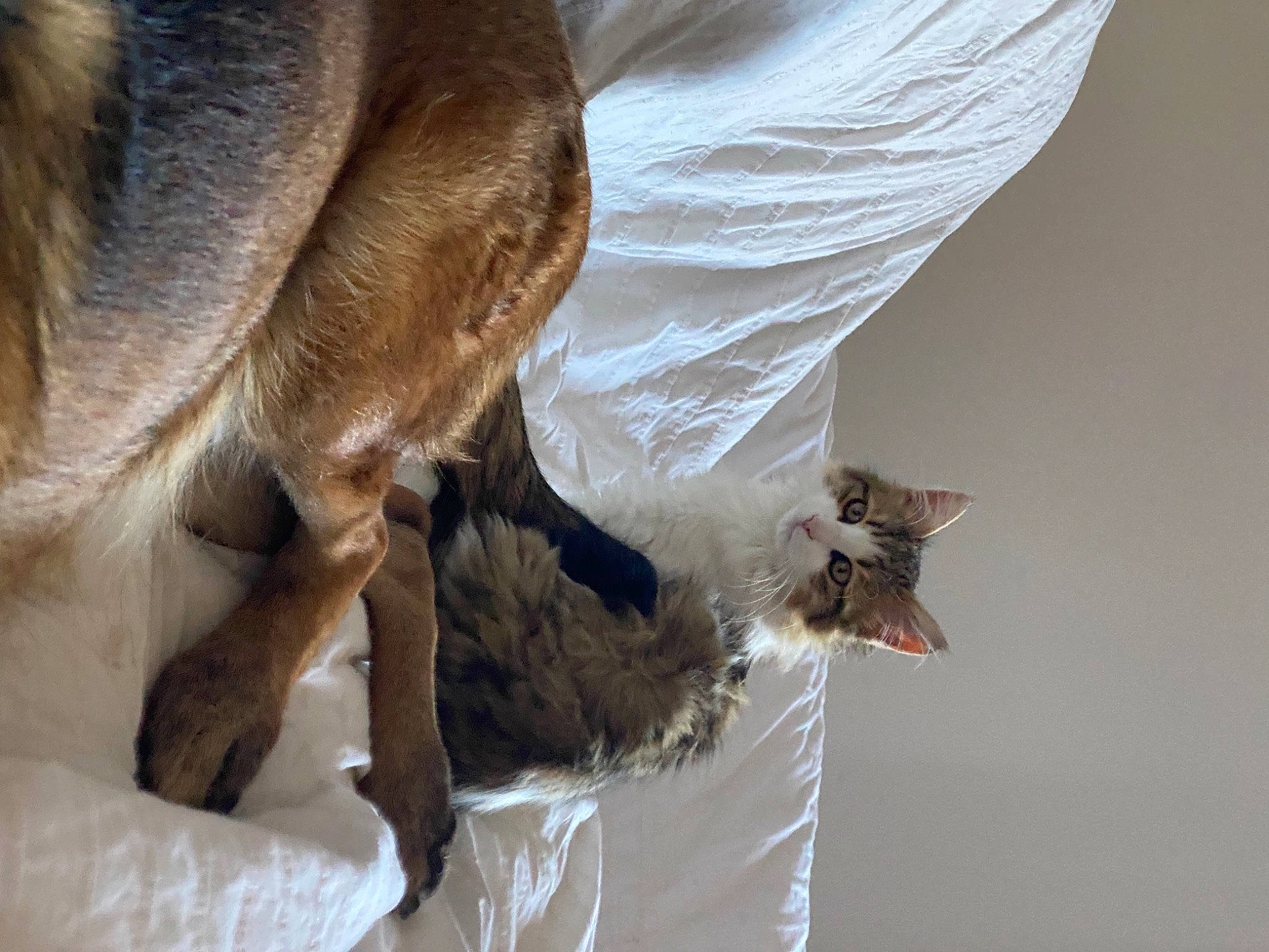 Pompom a rejoint le concours — aidez-le/la à gagner de superbes lots ! beak, canidae, carnivore, claw, fawn, feather, felidae, fur, gesture, goats, human_leg, leg, seabird, small_to_medium_sized_cats, sporting_group, tail, terrestrial_animal, water, whiskers, wood