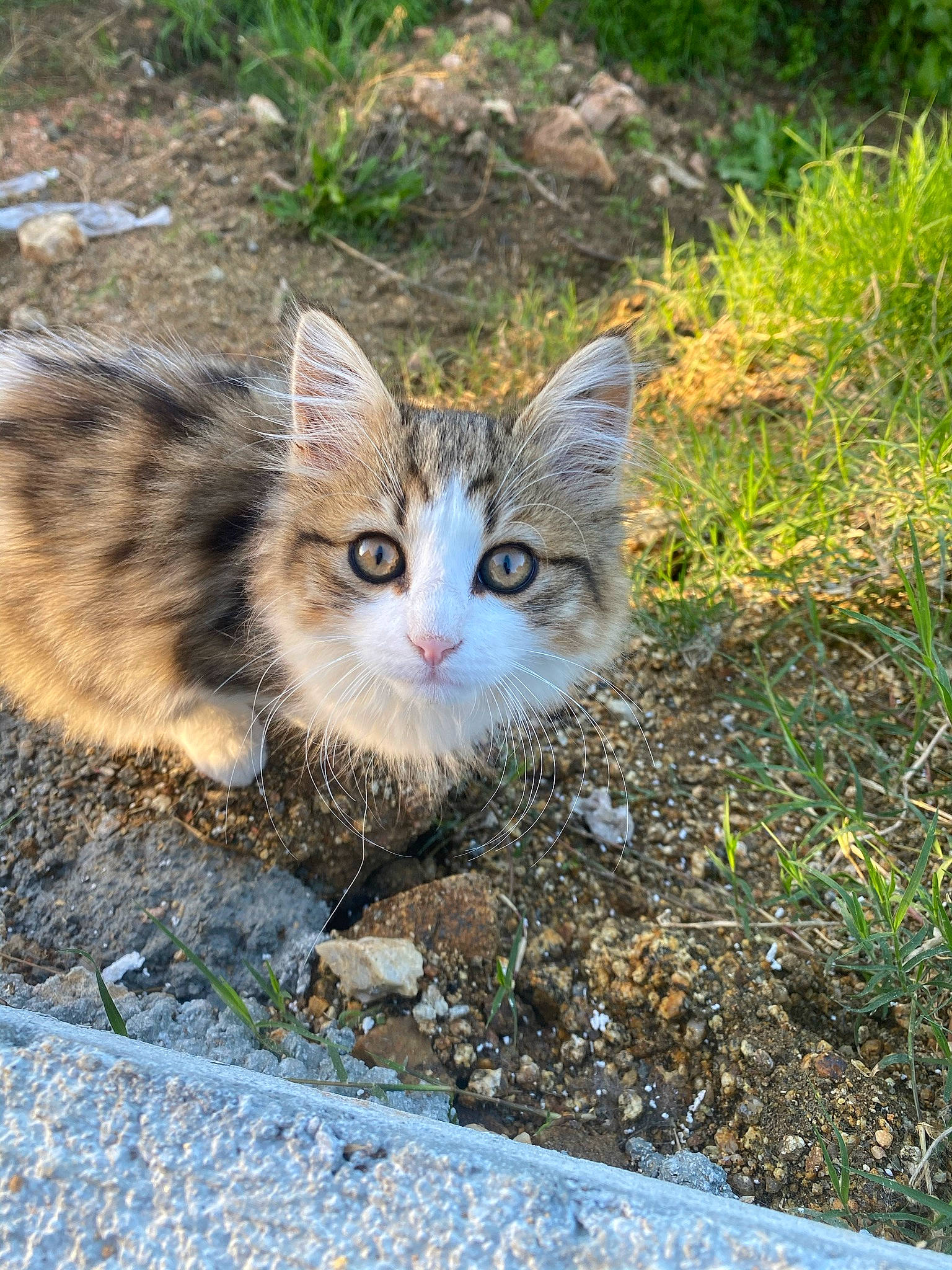 Pompom a rejoint le concours — aidez-le/la à gagner de superbes lots ! asphalt, carnivore, cat, domestic_short_haired_cat, fawn, felidae, fur, grass, groundcover, plant, road_surface, sitting, small_to_medium_sized_cats, snout, soil, tail, terrestrial_animal, tree, whiskers, window
