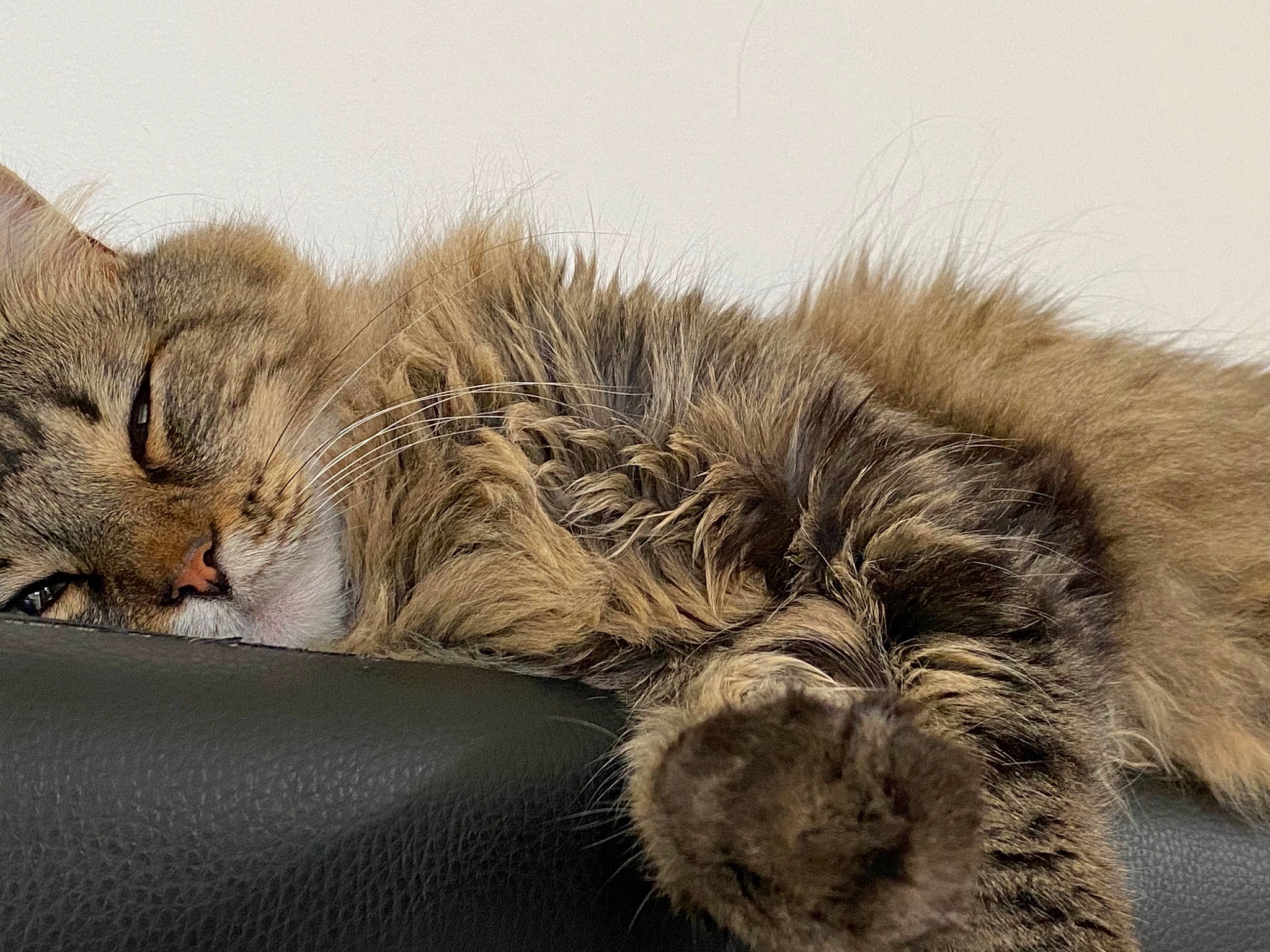 Babou participe au concours pour gagner de l'argent avec cette photo : carnivore, cat, cat_bed, claw, comfort, domestic_short_haired_cat, felidae, fur, grey, nap, paw, sleep, small_to_medium_sized_cats, snout, tail, terrestrial_animal, whiskers