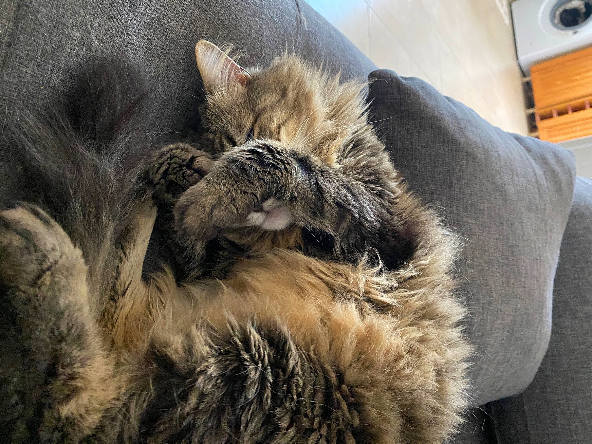 Babou a rejoint le concours — aidez-le/la à gagner de superbes lots ! carnivore, cat, claw, comfort, domestic_short_haired_cat, fawn, felidae, fur, grey, nap, natural_material, paw, sleep, small_to_medium_sized_cats, snout, tail, terrestrial_animal, whiskers