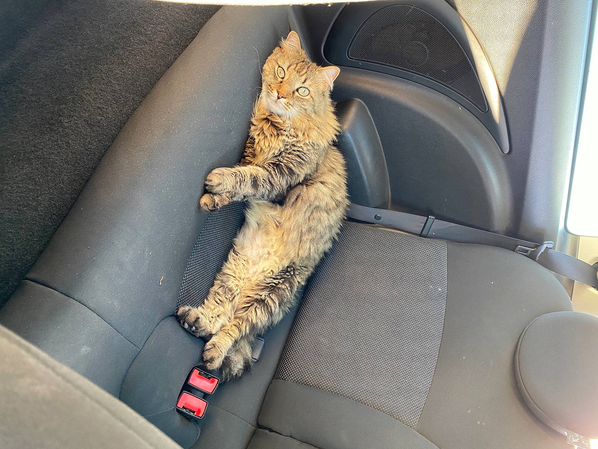 Babou participe au concours pour gagner de l'argent avec cette photo : auto_part, automotive_design, automotive_exterior, car, car_seat, car_seat_cover, carnivore, cat, comfort, family_car, felidae, human_leg, lap, motor_vehicle, small_to_medium_sized_cats, tail, thigh, vehicle, vehicle_door, whiskers