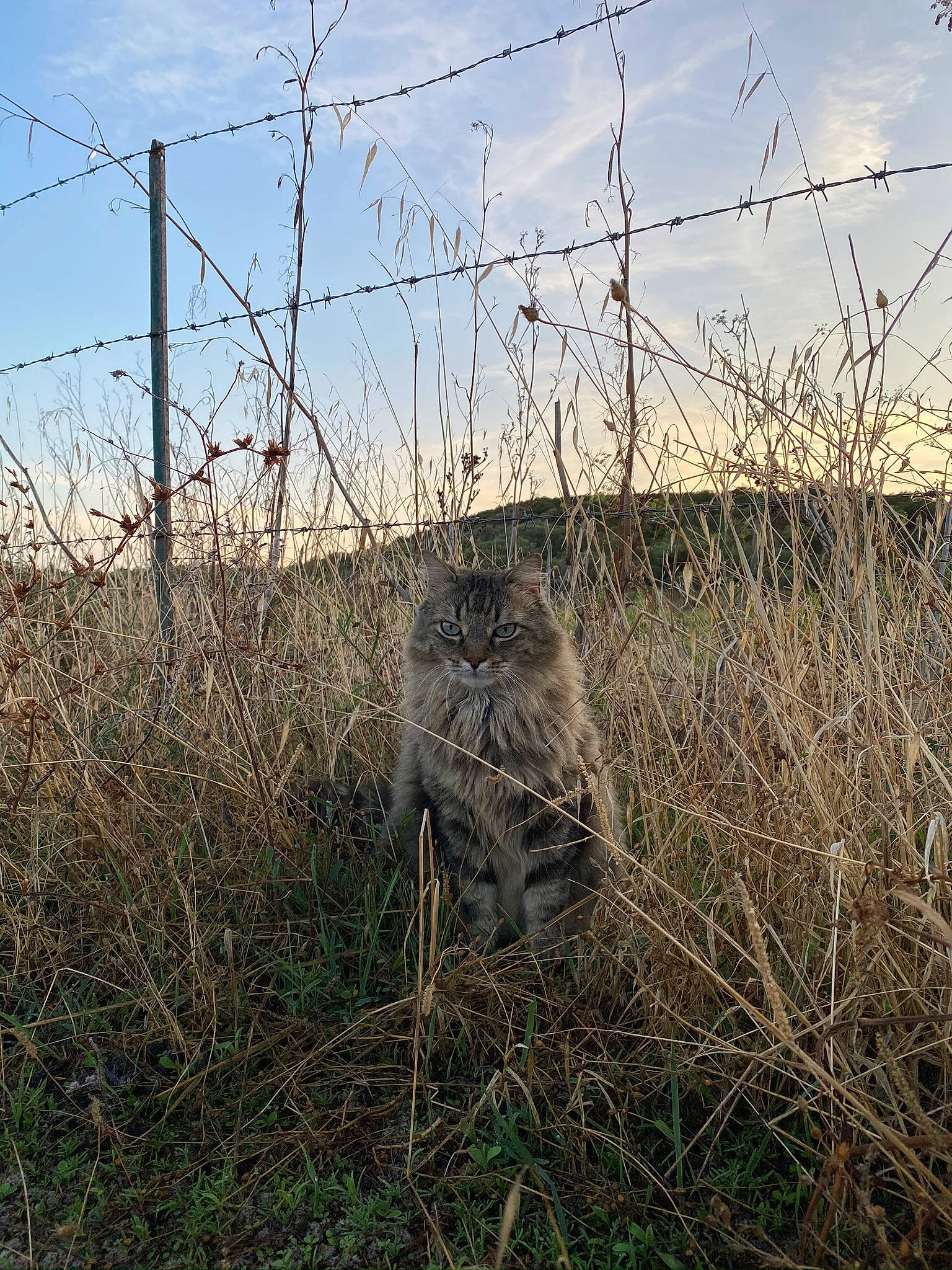 Babou a rejoint le concours — aidez-le/la à gagner de superbes lots ! carnivore, cloud, electricity, fawn, felidae, fence, grass, grassland, landscape, natural_landscape, overhead_power_line, plant, rural_area, sky, small_to_medium_sized_cats, terrestrial_animal, twig, whiskers, wire_fencing, wood