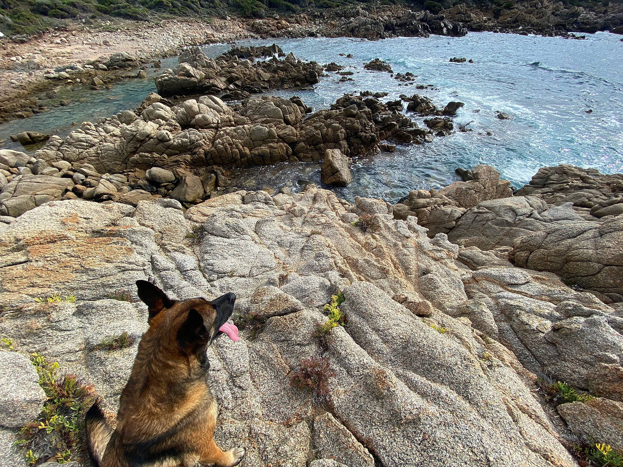 June a rejoint le concours — aidez-le/la à gagner de superbes lots ! bedrock, carnivore, coast, dog, dog_breed, fawn, fluvial_landforms_of_streams, geological_phenomenon, headland, herding_dog, landscape, ocean, outcrop, rock, stream, water, wilderness, wind_wave, wood, working_animal