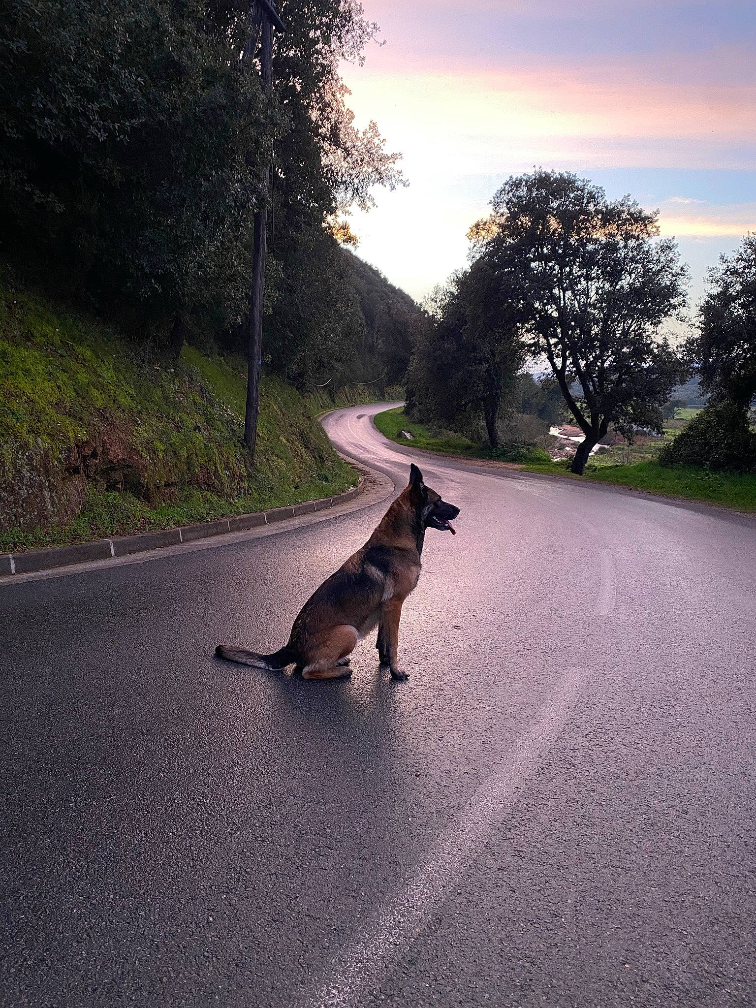 June a rejoint le concours — aidez-le/la à gagner de superbes lots ! asphalt, carnivore, cloud, companion_dog, dog, dog_breed, fawn, felidae, grass, leash, morning, plant, road, road_surface, sky, small_to_medium_sized_cats, sunlight, tail, tints_and_shades, tree