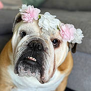 Oxbow a rejoint le concours — aidez-le/la à gagner de superbes lots ! bulldog, dog, flower_crown, pink_flower, white_flower, pet, indoor, portrait, close_up, cute, animal, furniture, couch, expression, face, canine, domestic_animal, sitting, headwear, decorative