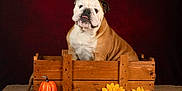 Oxbow participe au concours pour gagner de l'argent avec cette photo : bulldog, dog, crate, wood, pumpkin, sunflower, autumn, fall, pet, animal, portrait, indoor, decor, cute, sitting, brown, white, furry, studio, background