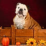 bulldog, dog, crate, wood, pumpkin, sunflower, autumn, fall, pet, animal, portrait, indoor, decor, cute, sitting, brown, white, furry, studio, background