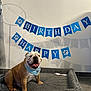 Oxbow participe au concours pour gagner de l'argent avec cette photo : bulldog, dog, pet, birthday, celebration, banner, blue, bandana, dog_bed, indoor, floor, tile_floor, happy, smiling, animal, mammal, fur, cute, portrait, pet_accessory