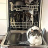 Kevin a rejoint le concours — aidez-le/la à gagner de superbes lots ! cat, dishwasher, kitchen, dishes, plates, cutlery, appliance, indoor, home, pet, feline, white_fur, tabby, sitting, open_dishwasher, dish_rack, countertop, wood_floor, portrait, funny