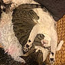 Kevin a rejoint le concours — aidez-le/la à gagner de superbes lots ! cat, cats, kitten, sleeping, napping, cuddling, pet, animal, feline, tabby, white_cat, striped_fur, paws, whiskers, indoors, cozy, blanket, basket, rug, relaxed