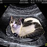 cat, kitten, tabby, white_cat, animal, pet, feline, sitting, lying_down, curled_up, face, eyes, ears, whiskers, fur, striped, indoor, ultrasound, medical_scan, funny