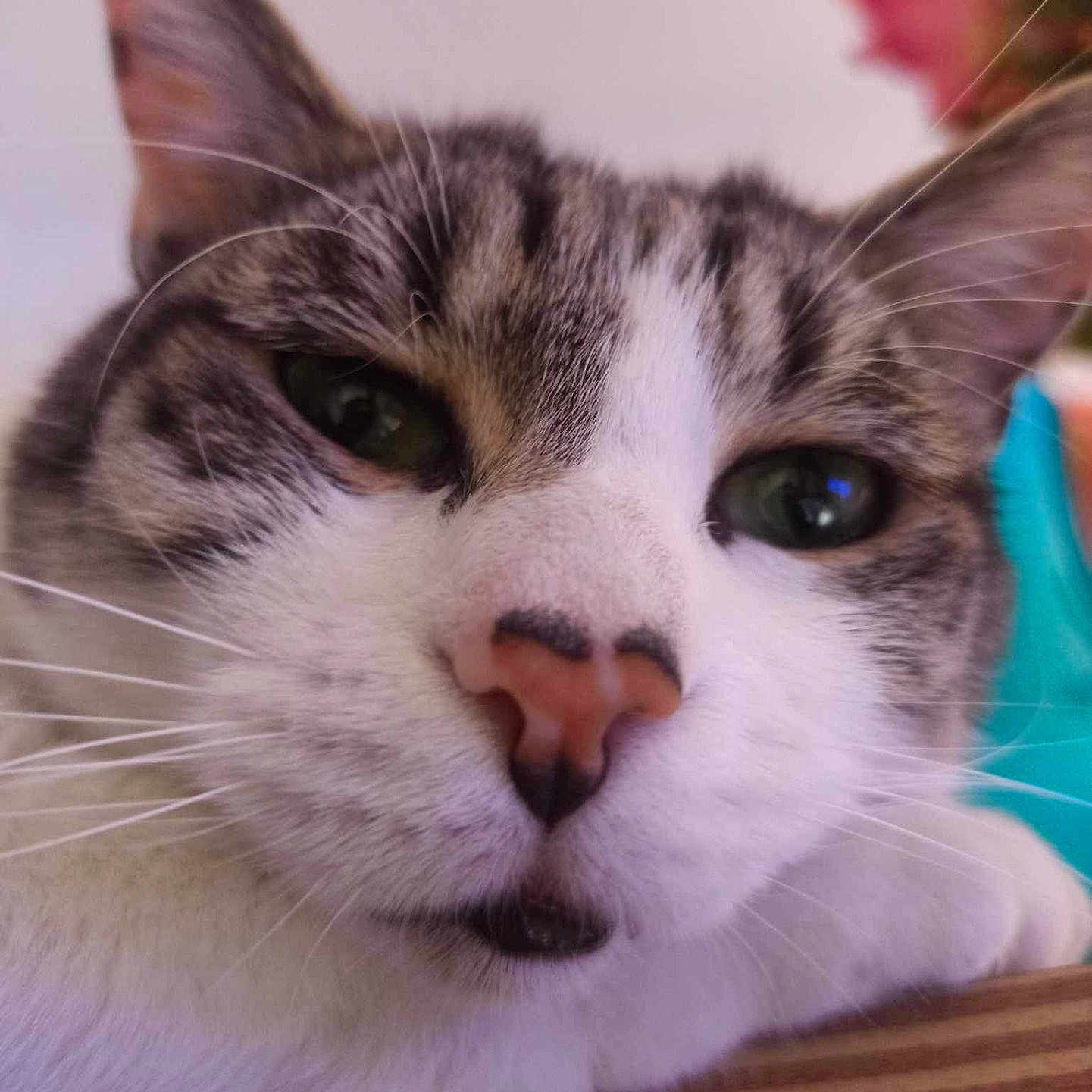 Kevin participe au concours pour gagner de l'argent avec cette photo : cat, close_up, portrait, feline, whiskers, eyes, nose, fur, white_fur, tabby, pink_nose, long_whiskers, indoor, wooden_surface, striped_surface, lying_down, pet, face, dramatic_stare, colorful_background