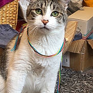 Kevin participe au concours pour gagner de l'argent avec cette photo : cat, tabby, white_fur, green_eyes, pet, animal, portrait, sitting, indoors, home, carpet, boxes, shopping_bags, basket, clutter, rainbow_string, whiskers, ears, front_facing, cute