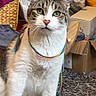cat, tabby, white_fur, green_eyes, pet, animal, portrait, sitting, indoors, home, carpet, boxes, shopping_bags, basket, clutter, rainbow_string, whiskers, ears, front_facing, cute