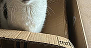 Kevin a rejoint le concours — aidez-le/la à gagner de superbes lots ! cat, tabby_cat, white_cat, pet, animal, feline, cardboard_box, boxes, packing, moving, indoors, portrait, close_up, looking_at_camera, whiskers, ears, green_eyes, striped_fur, sitting, home