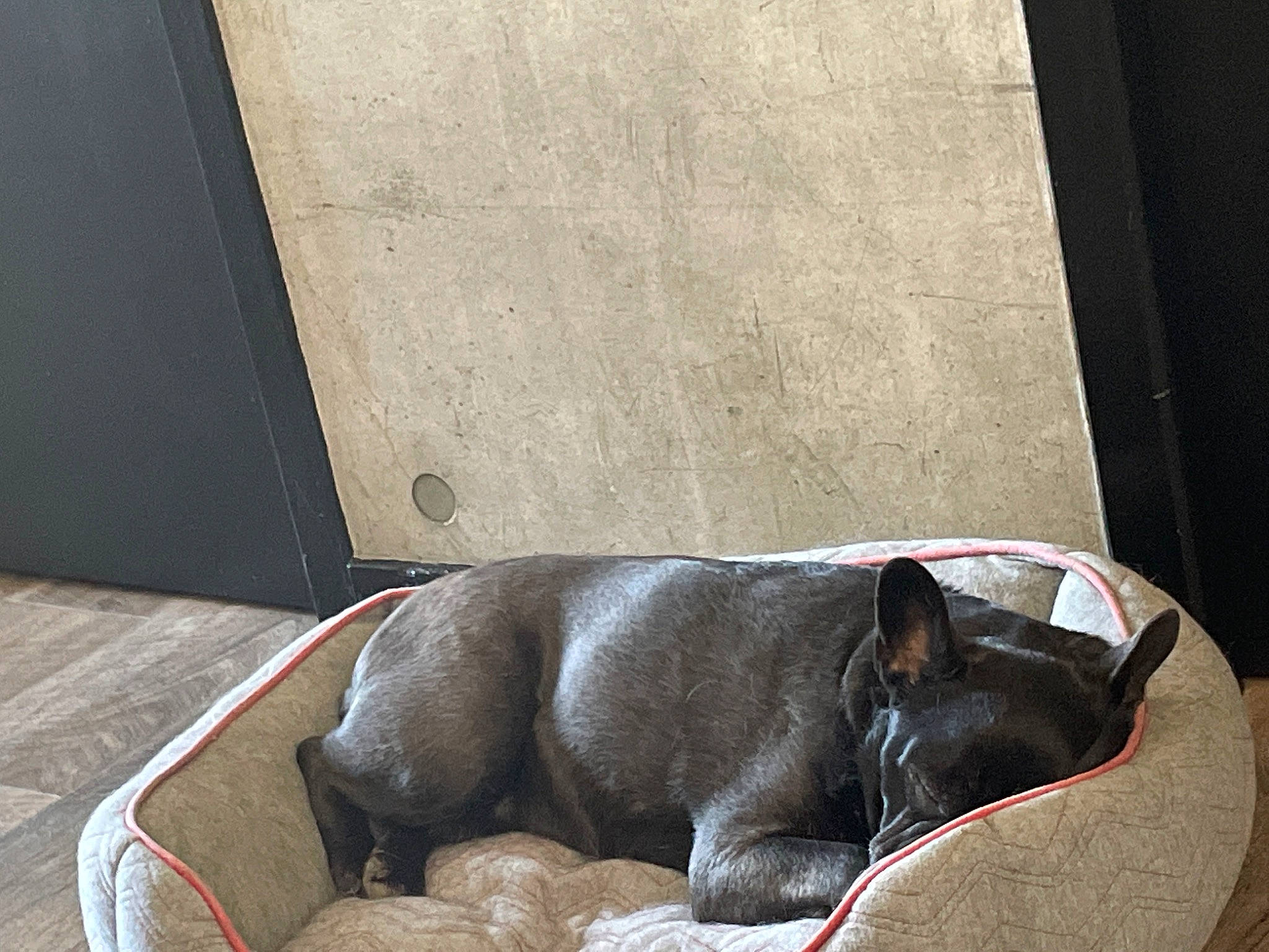 Indy participe au concours pour gagner de l'argent avec cette photo : canidae, carnivore, comfort, companion_dog, dog, dog_breed, dog_supply, fawn, felidae, flooring, liver, pet_supply, small_to_medium_sized_cats, snout, sporting_group, tail, toy_dog, whiskers, window, working_animal