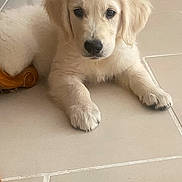 Alba a rejoint le concours — aidez-le/la à gagner de superbes lots ! puppy, dog, golden_retriever, indoor, floor, tile, rug, pet, cute, animal, young, fur, laying, home, domestic, canine, resting, adorable, soft, curious