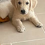 puppy, dog, golden_retriever, indoor, floor, tile, rug, pet, cute, animal, young, fur, laying, home, domestic, canine, resting, adorable, soft, curious