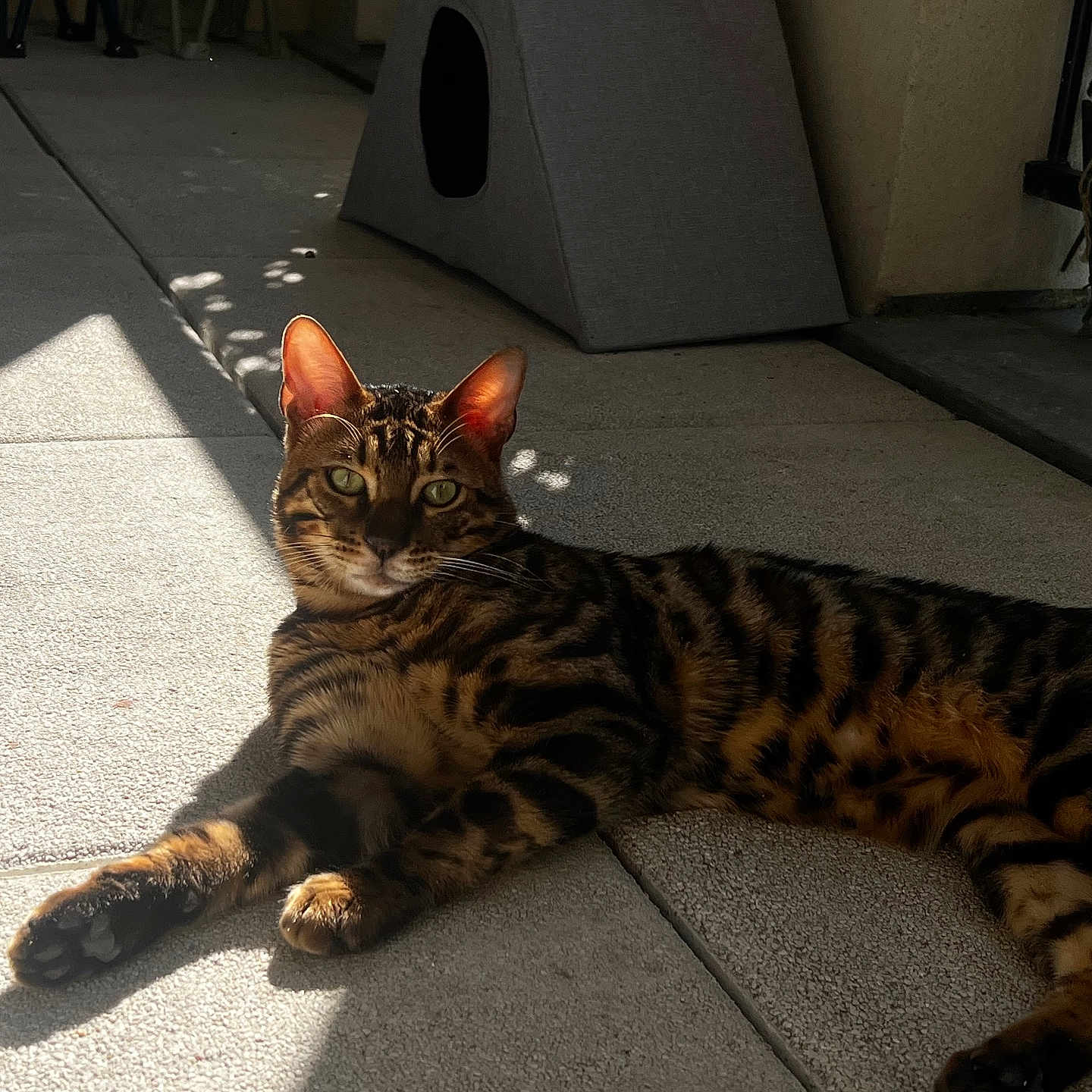 Kuma participe au concours pour gagner de l'argent avec cette photo : animal, bengal_cat, cat, cat_house, concrete_floor, cozy, ears, feline, green_eyes, indoor, paw, pet, portrait, relaxing, resting, shadow, spotlight, striped, sunlight, whiskers