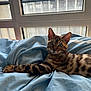 cat, bengal_cat, animal, pet, bed, blue_bedspread, window, indoor, feline, stretching, fur, whiskers, ears, eyes, relaxed, comfort, domestic_animal, mammal, resting, cozy