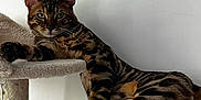 Kuma a rejoint le concours — aidez-le/la à gagner de superbes lots ! cat, bengal_cat, feline, pet, indoor, cat_tree, lounging, resting, animal, striped, paw, whiskers, ears, green_eyes, fur, relaxed, cute, mammal, domestic_cat, house_pet